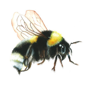 Bumble Bee