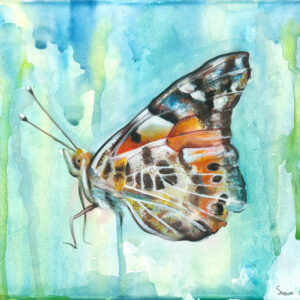 Butterfly