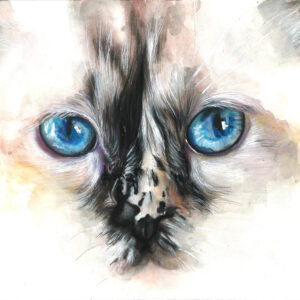 Cat 3