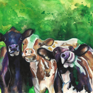 Cows