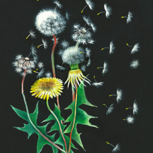 Dandilion