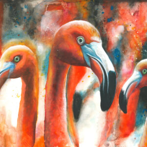 Flamingos