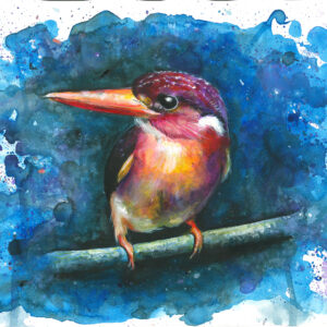 Kingfisher