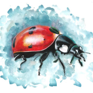 Ladybug